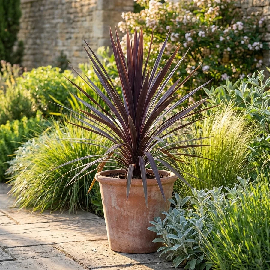 Cordyline Australis 'Black Knight' (Cabbage Tree)