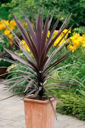 Cordyline Australis 'Black Knight' (Cabbage Tree)