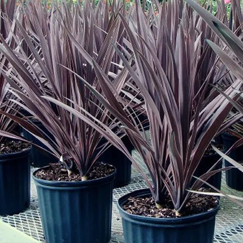 Cordyline australis ‘Black Knight’