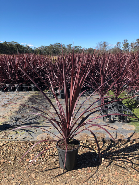 Cordyline australis ‘Burgundy Spire’ (Burgundy Spire Cabbage Palm)