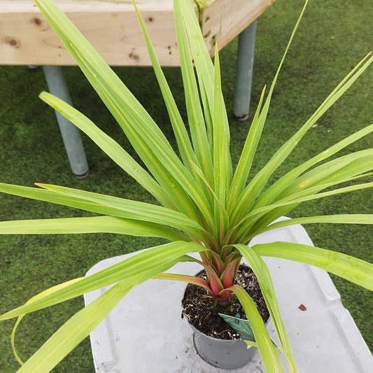 Cordyline Australis 'Peko' (Cabbage Tree)