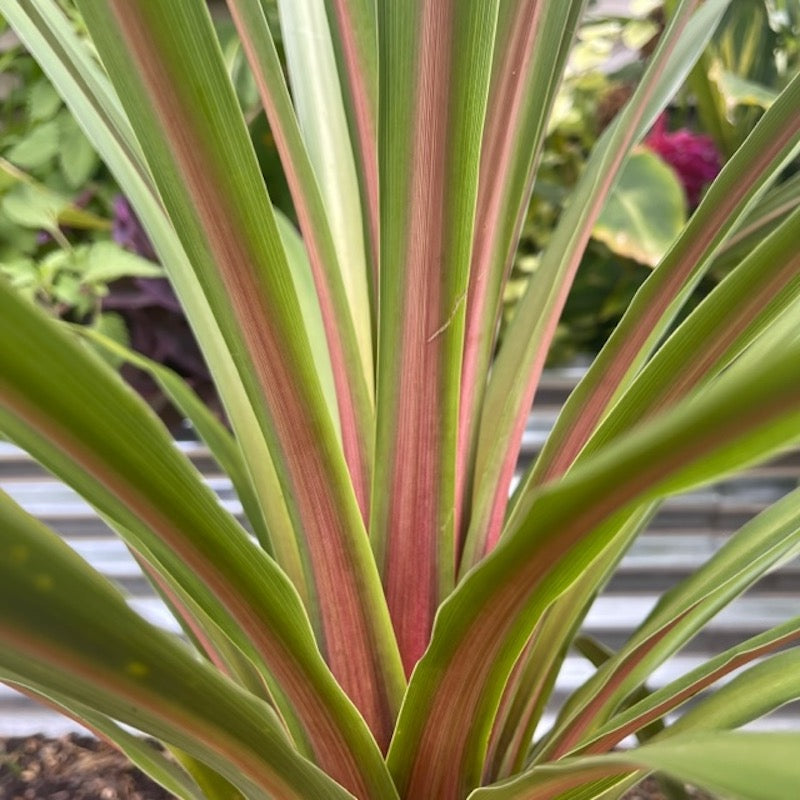 Cordyline Australis 'Peko' (Cabbage Tree)