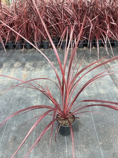 Cordyline Australis ‘Red Fountain’ (Red Fountain Cordyline)
