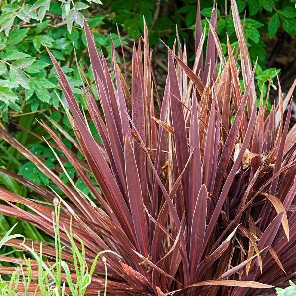 Cordyline Australis (Red Sensation)