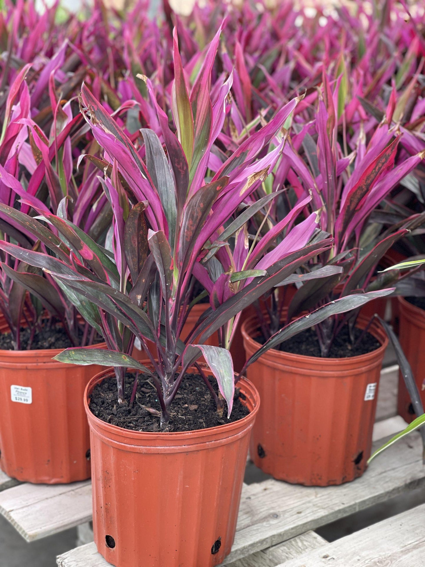 Cordyline Australis (Red Sensation)