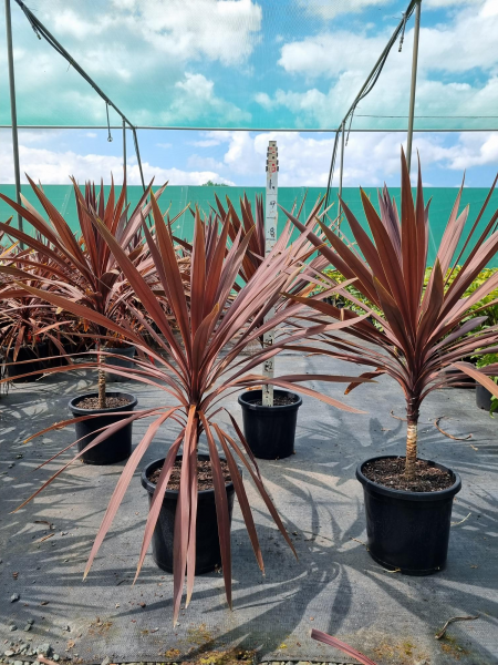 Cordyline Australis (Red Sensation)