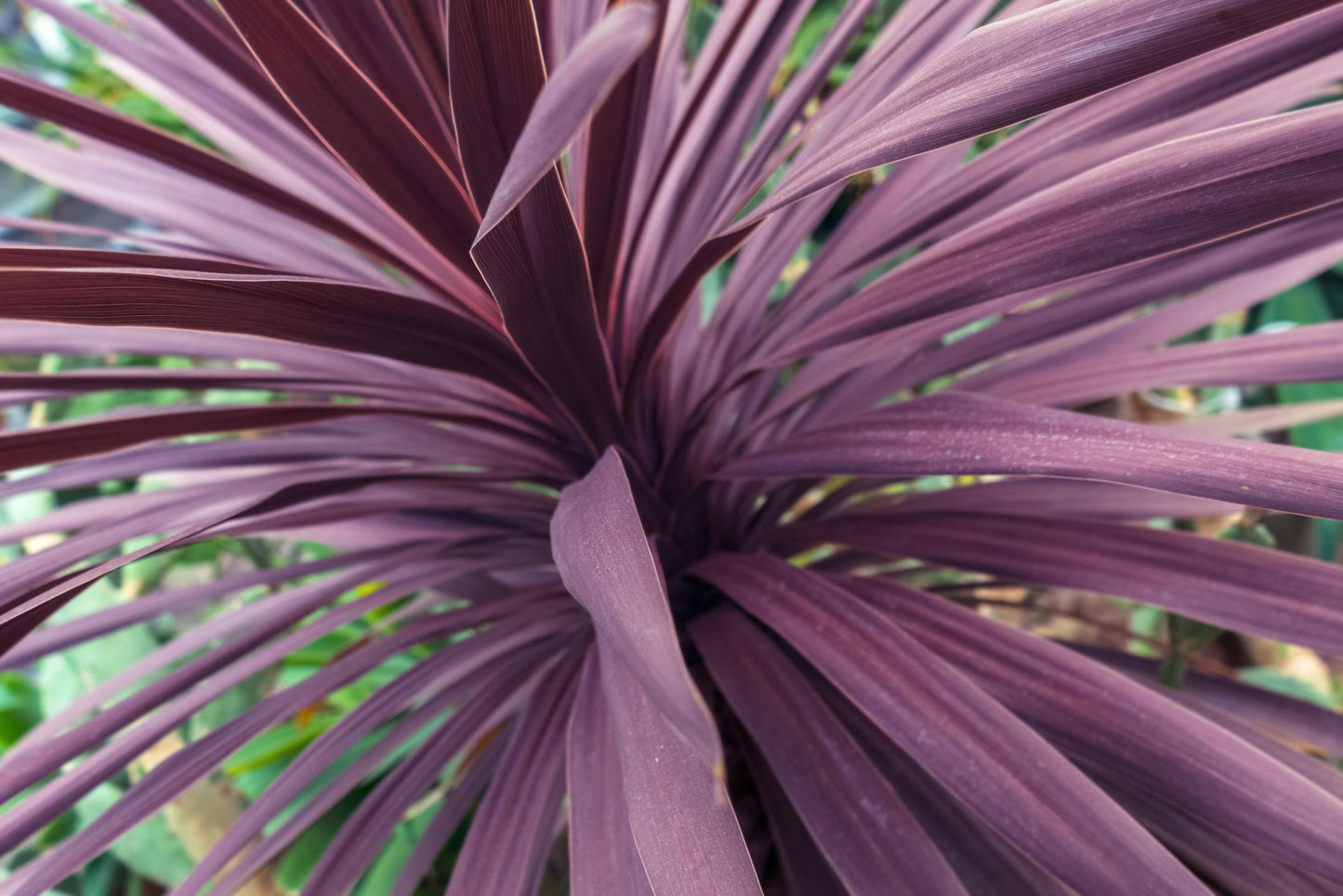 Cordyline Australis (Red Sensation)