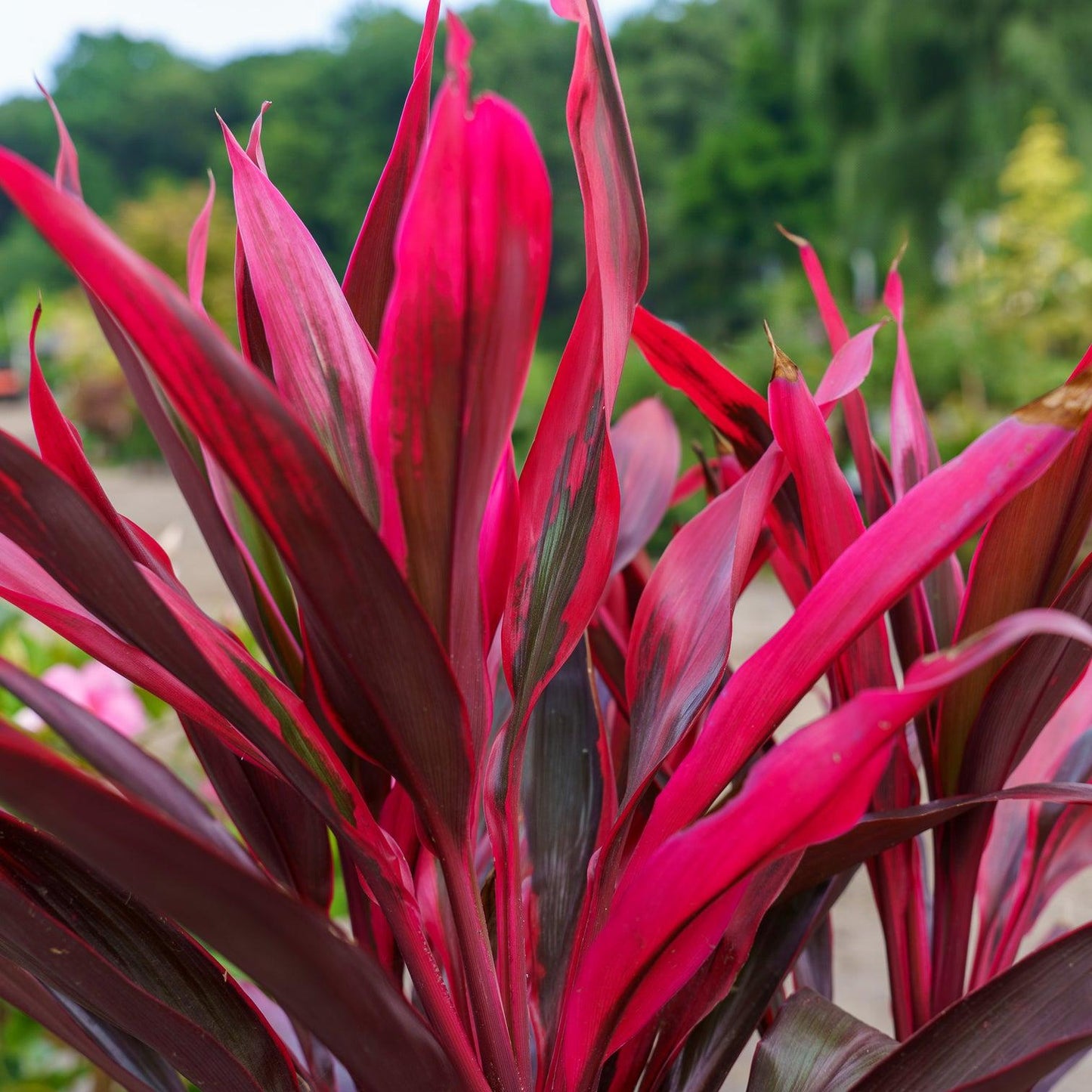 Cordyline Australis (Red Sensation)