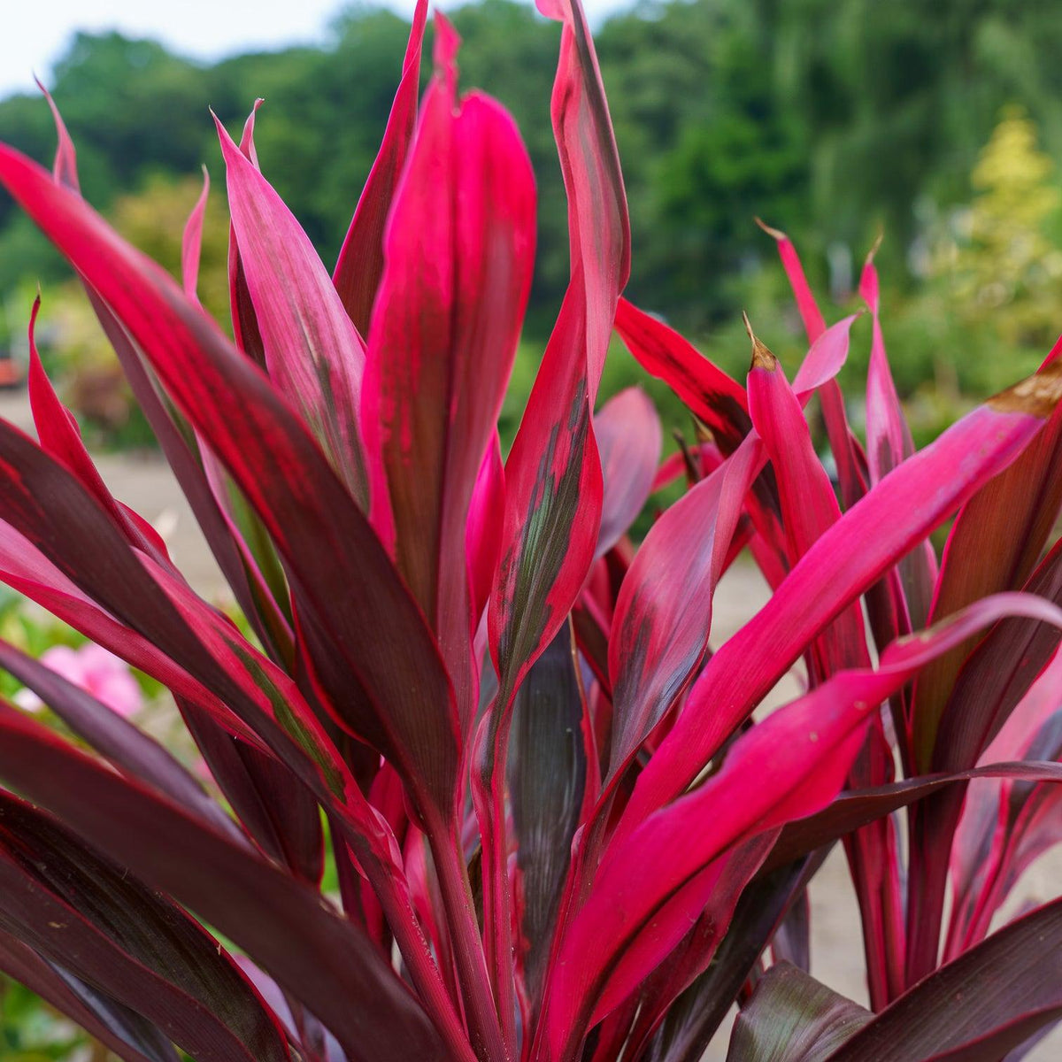 Cordyline Australis ‘Red Sensation’ (Red Sensation Cordyline)