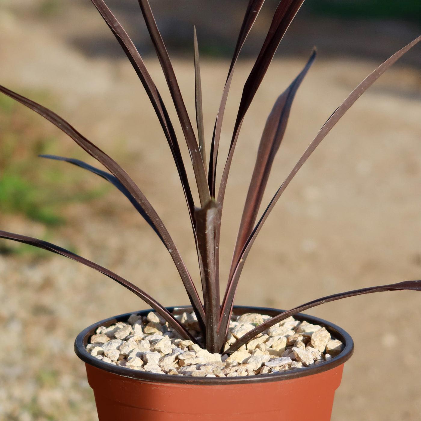 Cordyline Australis (Red Sensation)