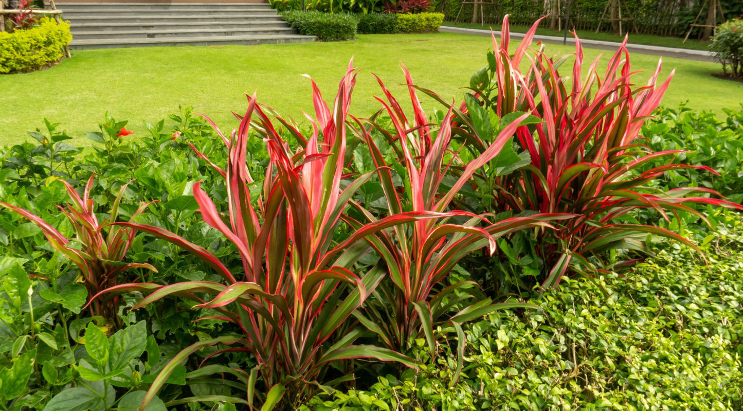 Cordyline Australis (Red Sensation)