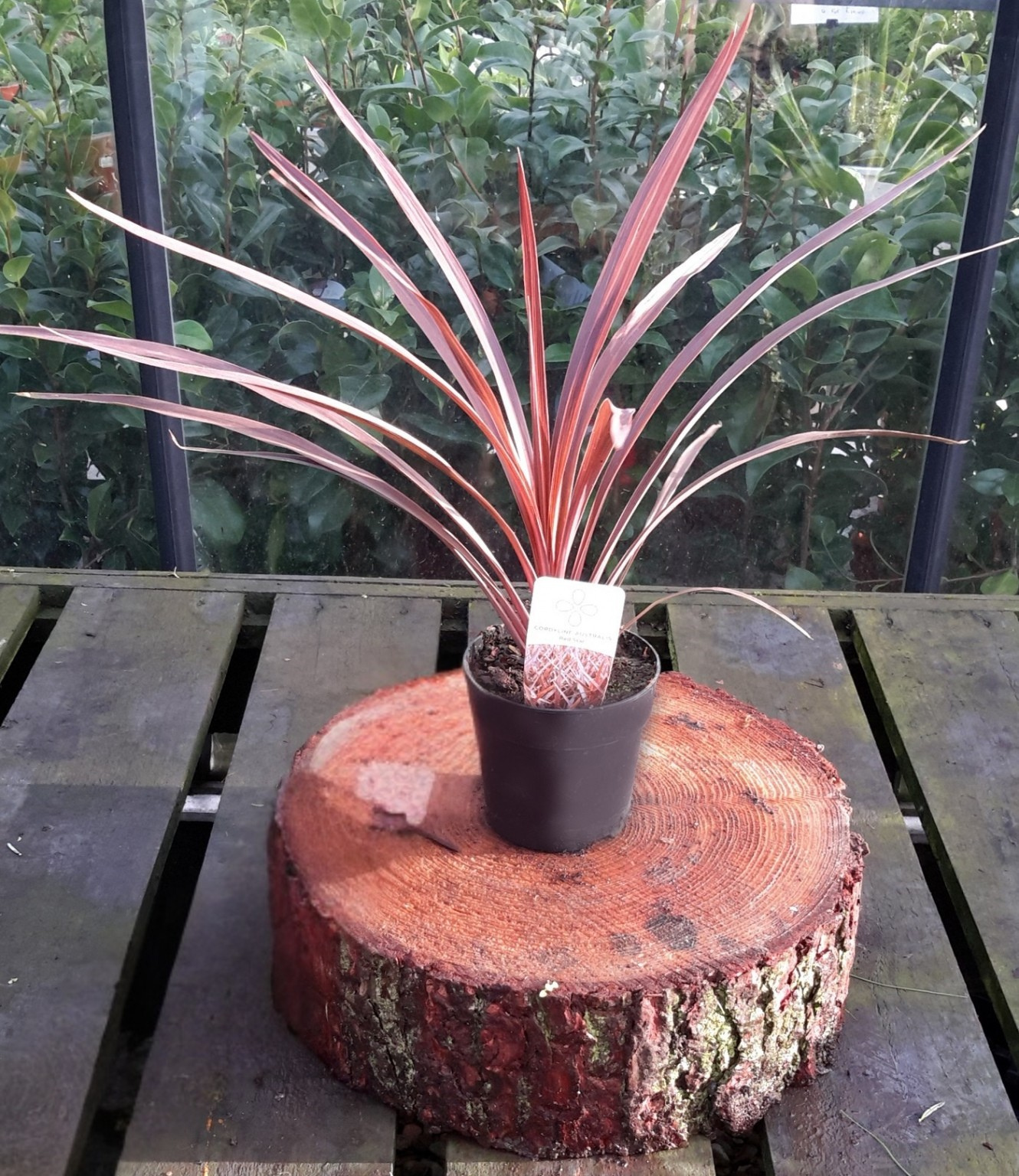 Cordyline australis ‘Red Star’ (tube stock) CLEARANCE