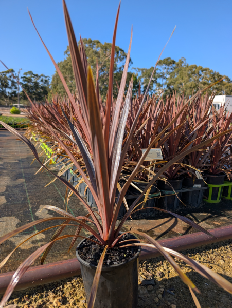 Cordyline australis ‘Red Star’ (tube stock) CLEARANCE