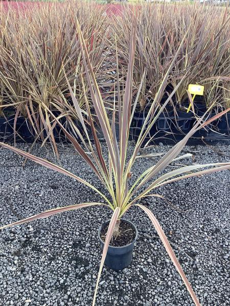 Cordyline Banksii Electric Flash™ (Electric Flash Cordyline)