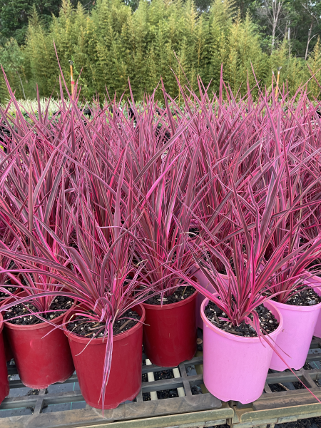 Cordyline banksii 'Electric Pink™' (Electric Pink™ Cabbage Tree)