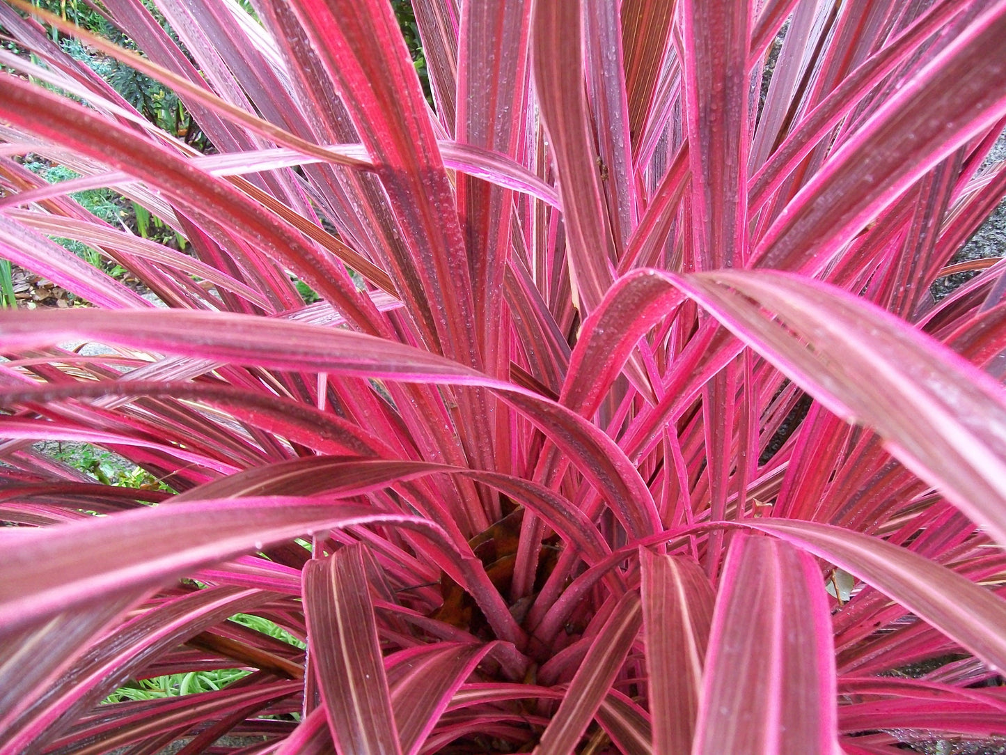 Cordyline banksii 'Electric Pink™' (Electric Pink™ Cabbage Tree)