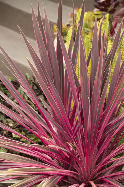 Cordyline banksii 'Electric Pink™' (Electric Pink™ Cabbage Tree)