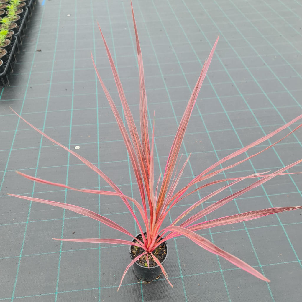 Cordyline Banksii ‘Electric Pink’ (Cabbage Palm)