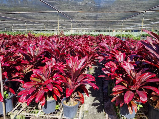 Cordyline Fruticosa (Rubra)