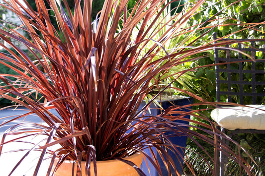 Cordyline Australis ‘Burgundy Spire’ (Burgundy Spire Cabbage Palm)