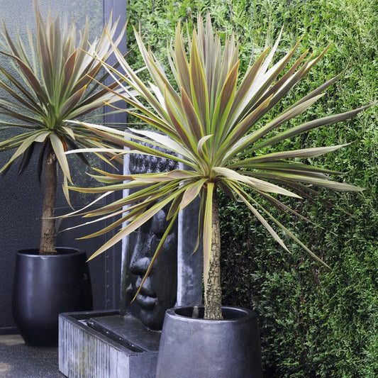 Cordyline Australis 'Choc Mint' (Cabbage Tree)
