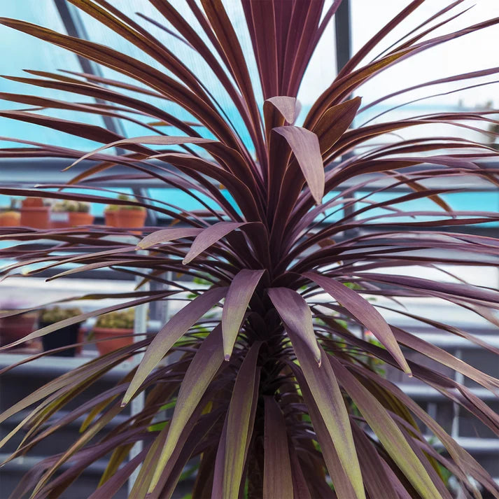 Cordyline Australis 'Choc Mint' (Cabbage Tree)