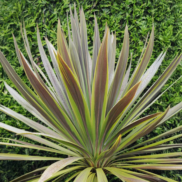 Cordyline Australis 'Choc Mint' (Cabbage Tree)