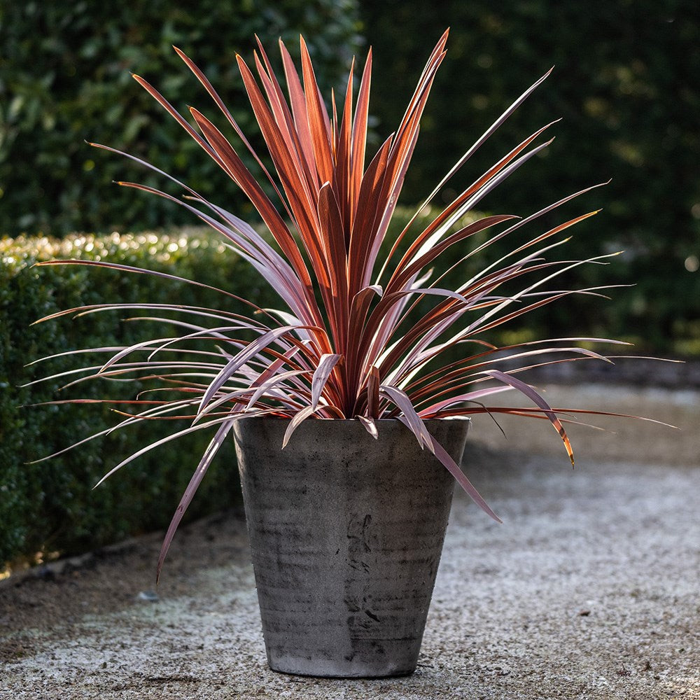 Cordyline Australis ‘Red Sensation’ (Red Sensation Cordyline)