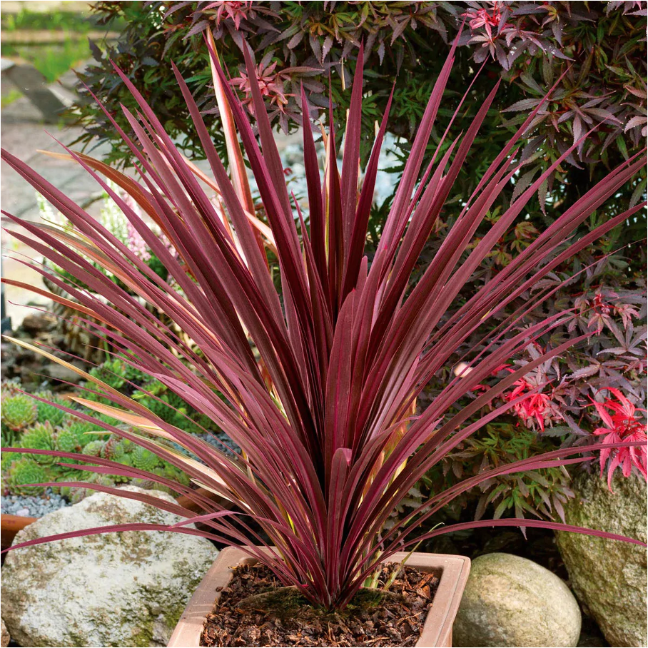 Cordyline Australis ‘Red Sensation’ (Red Sensation Cordyline)