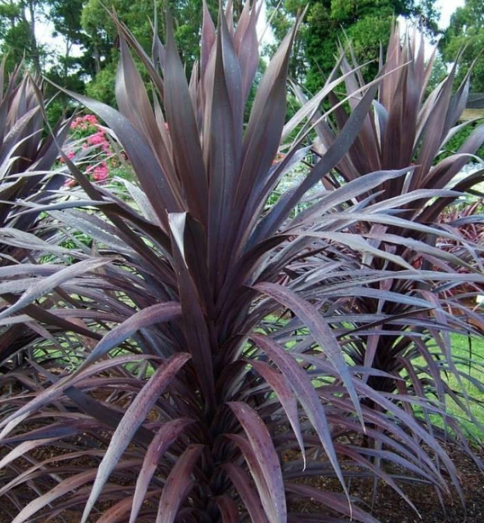 Cordyline australis ‘Burgundy Spire’ (Burgundy Spire Cabbage Palm)