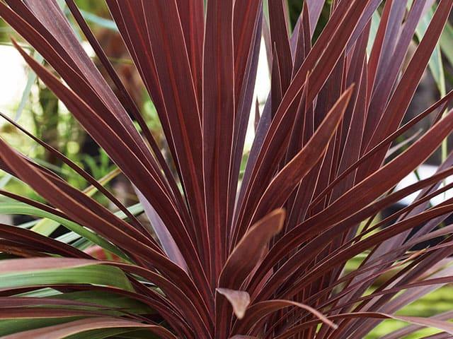 Cordyline australis ‘Burgundy Spire’ (Burgundy Spire Cabbage Palm)