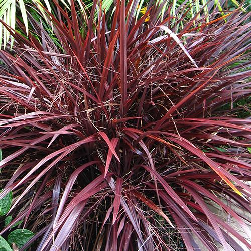 Cordyline Australis ‘Red Fountain’ (Red Fountain Cordyline)