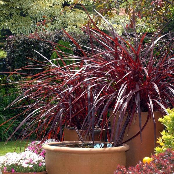 Cordyline Australis ‘Red Fountain’ (Red Fountain Cordyline)
