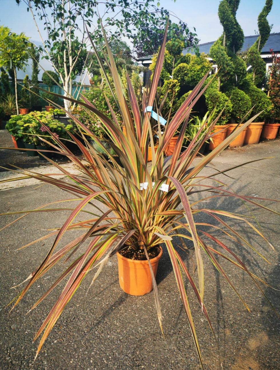 Cordyline Banksii ‘Electric Star’™ ‘Sprilecstar’