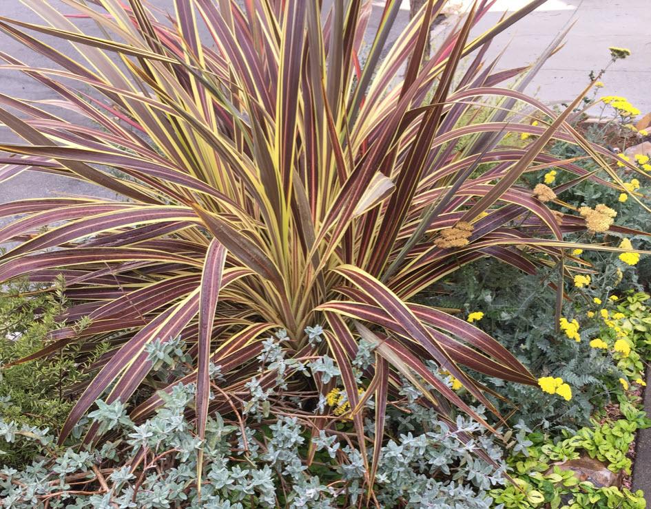 Cordyline Banksii ‘Electric Star’™ ‘Sprilecstar’