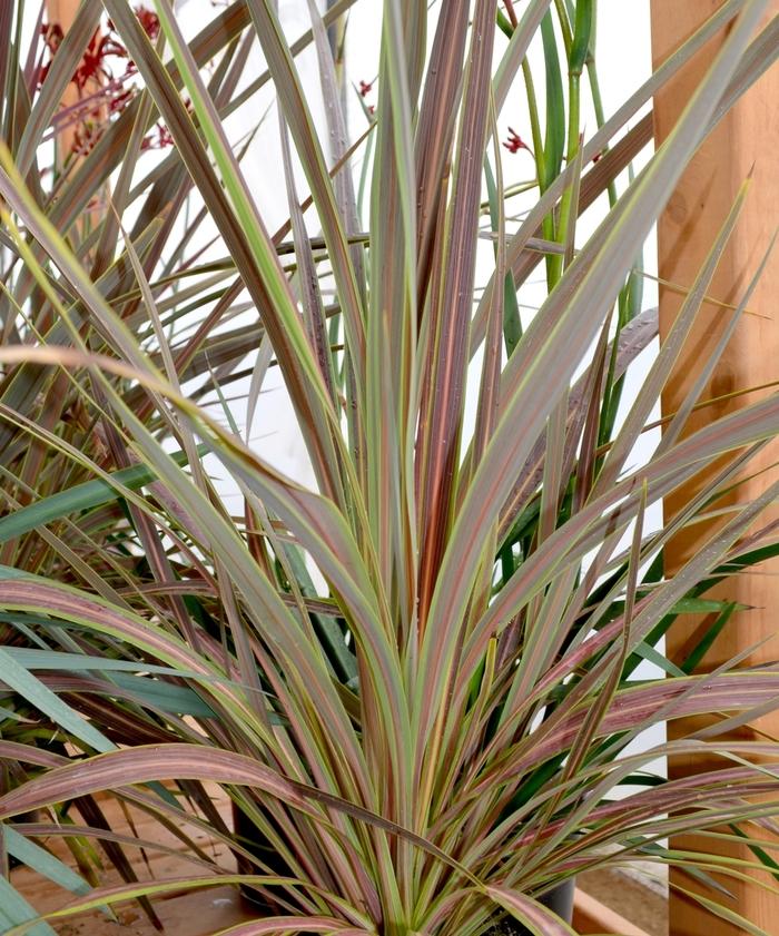 Cordyline Banksii ‘Electric Star’™ ‘Sprilecstar’