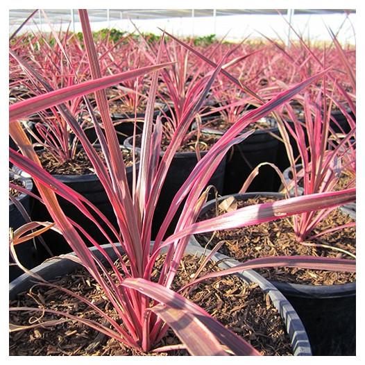 Cordyline Banksii ‘Electric Star’™ ‘Sprilecstar’