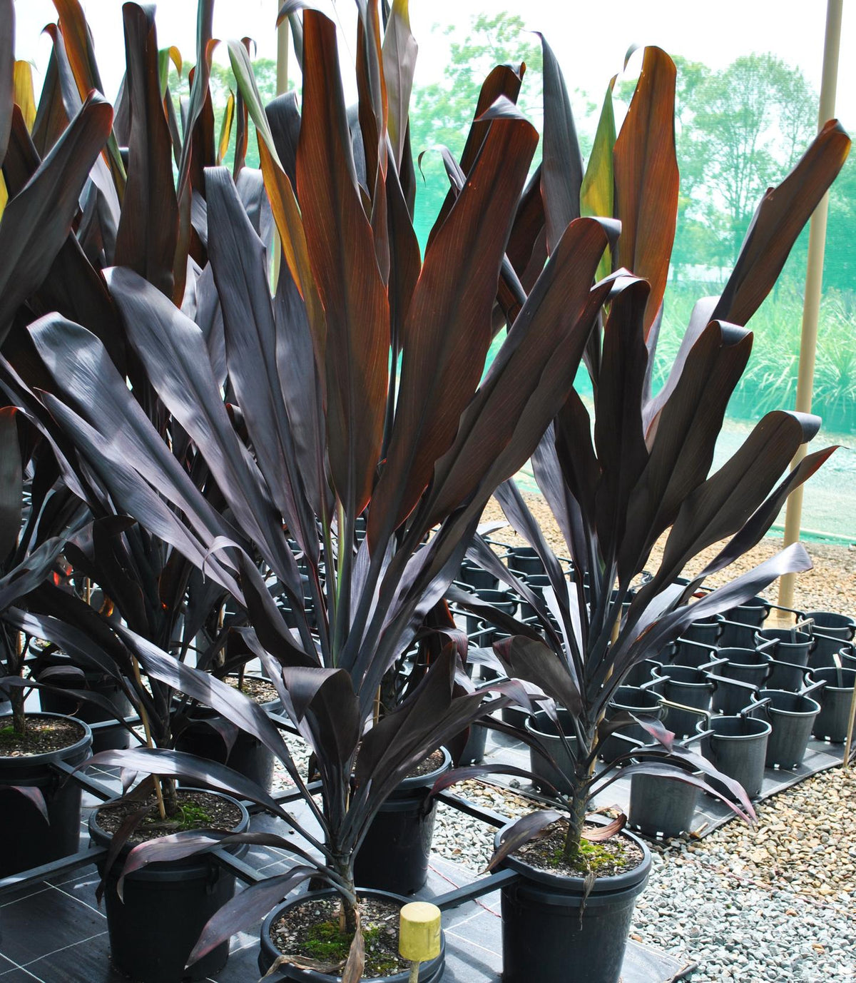 Cordyline Fruticosa (Negra)