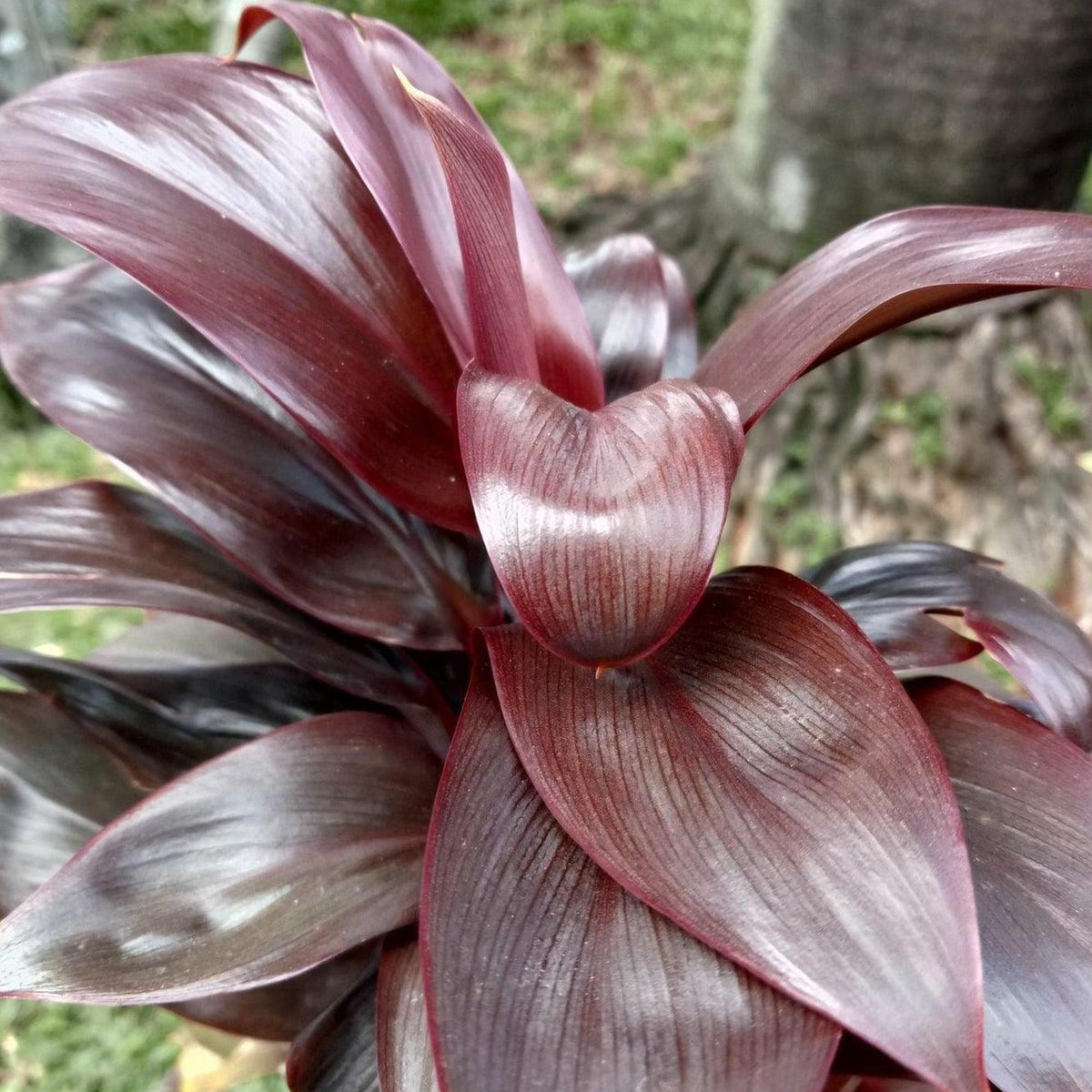 Cordyline Fruticosa (Negra)