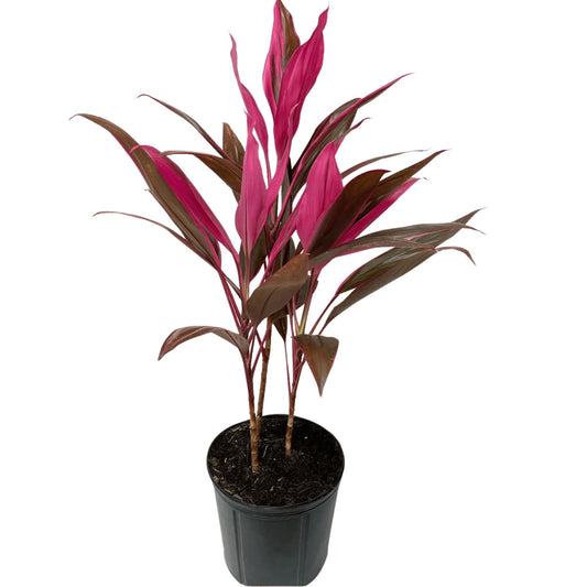 Cordyline fruticosa (Akka Rose)