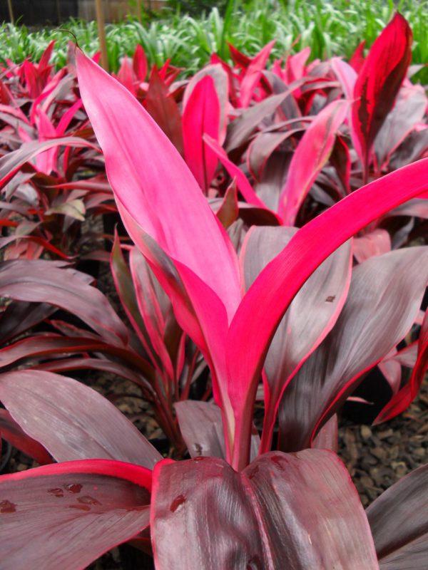Cordyline fruticosa (Akka Rose)