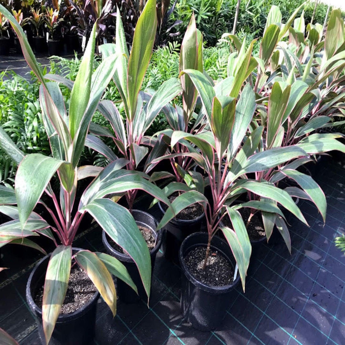 Cordyline fruticosa (Akka Rose)