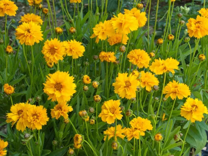 Coreopsis Grandiflora ‘Early Sunrise’ (Early Sunrise Tickseed)