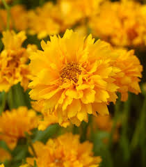 Coreopsis Grandiflora ‘Early Sunrise’ (Early Sunrise Tickseed)