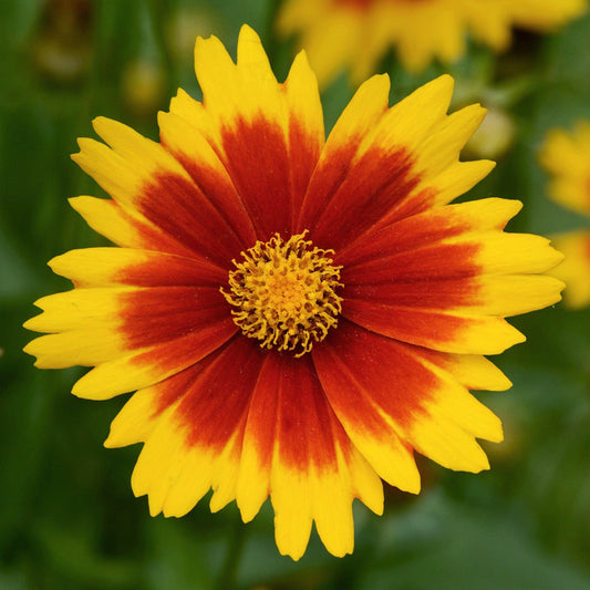Coreopsis 'UpTick™ Gold And Bronze' (Tickseed)