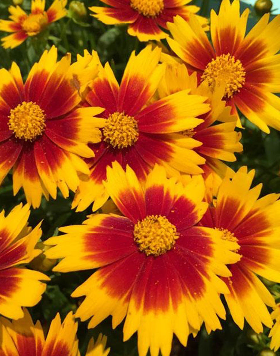Coreopsis 'UpTick™ Gold And Bronze' (Tickseed)