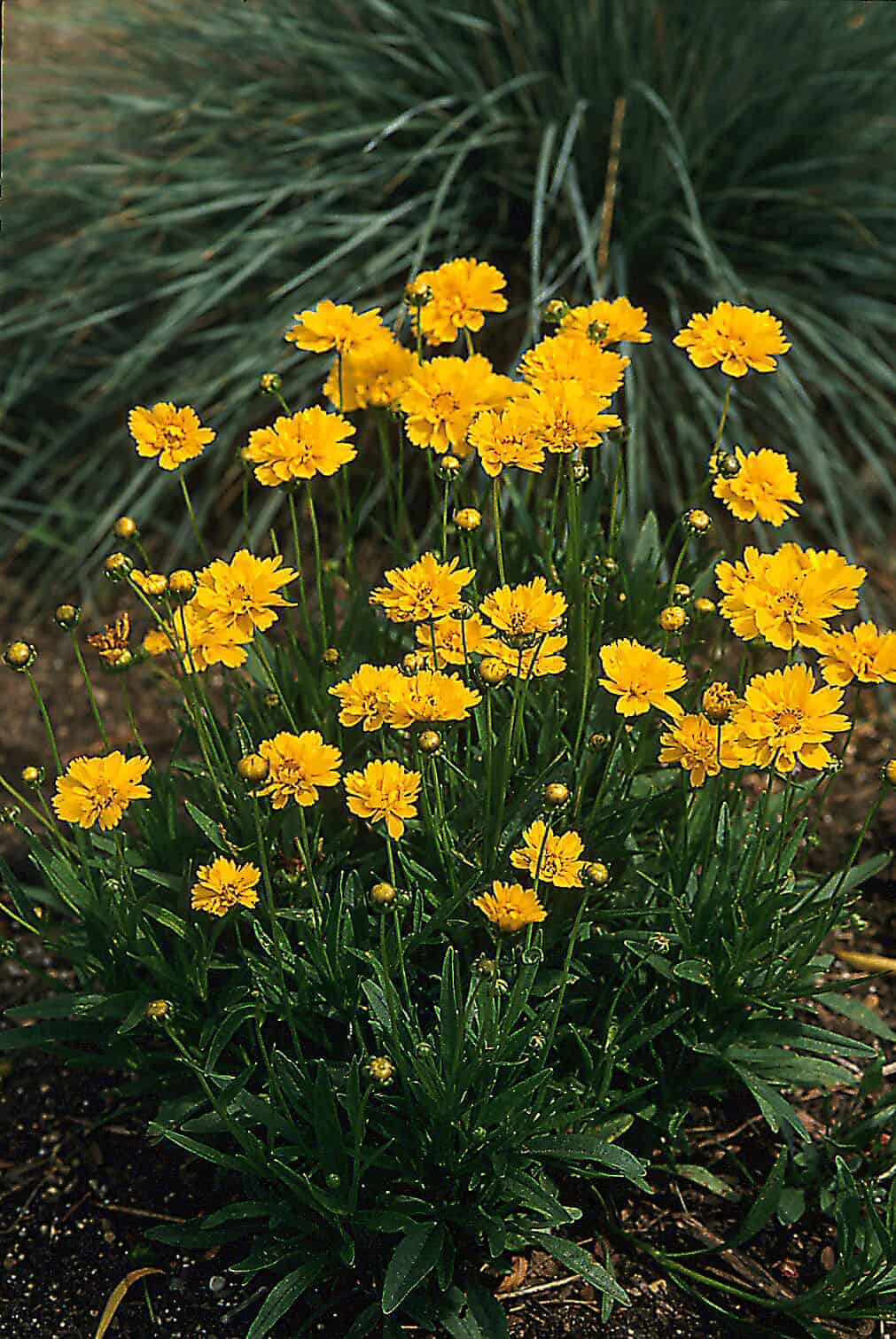 Coreopsis Grandiflora ‘Early Sunrise’ (Early Sunrise Tickseed)
