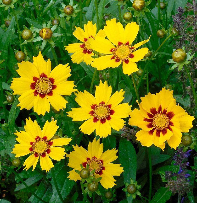 Coreopsis 'Honey Pots' (Tickseed)