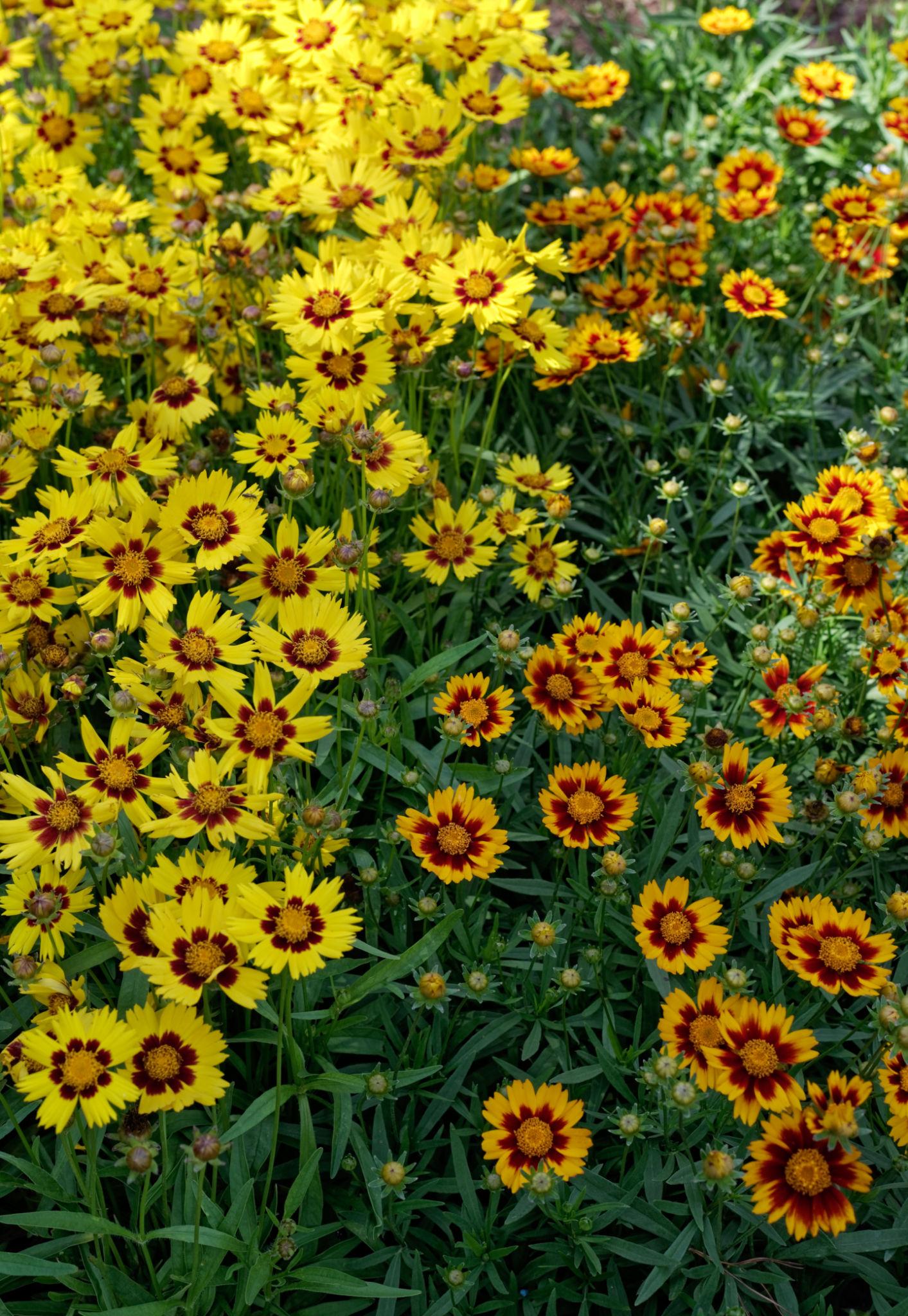Coreopsis 'Honey Pots' (Tickseed)