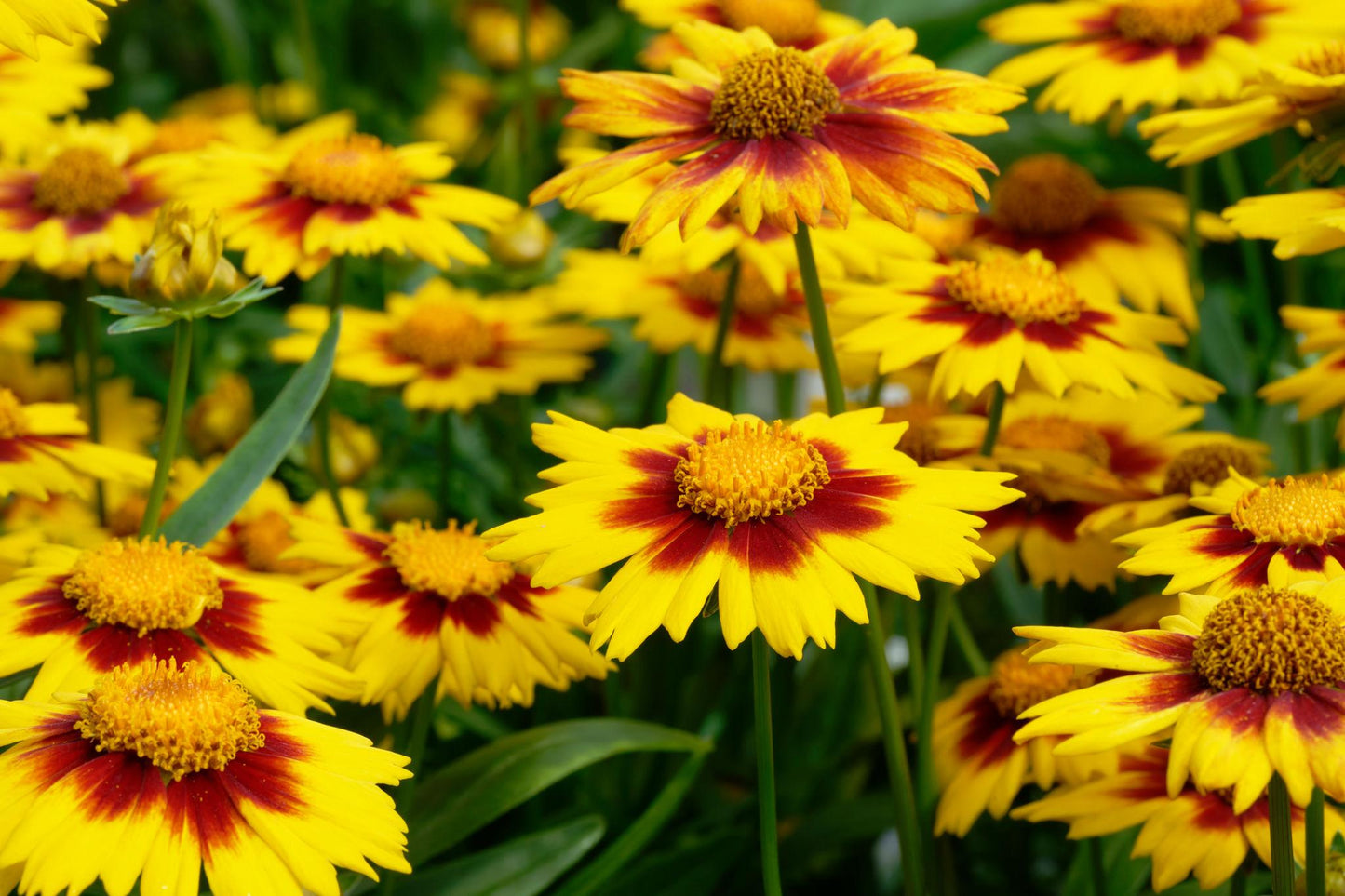 Coreopsis 'Honey Pots' (Tickseed)